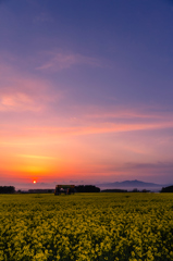 夕暮れの菜の花畑 II