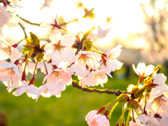 盛岡・朝桜 III