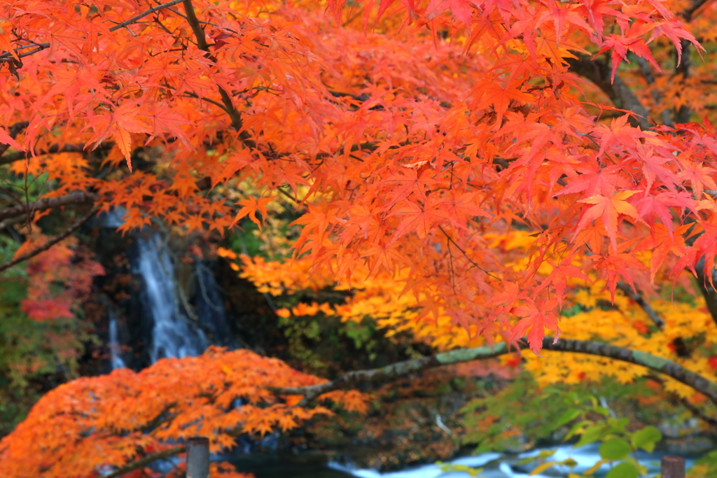 もみじ山の秋 2017 VI