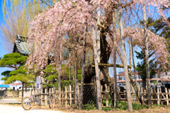 西光寺の枝垂れ桜 03