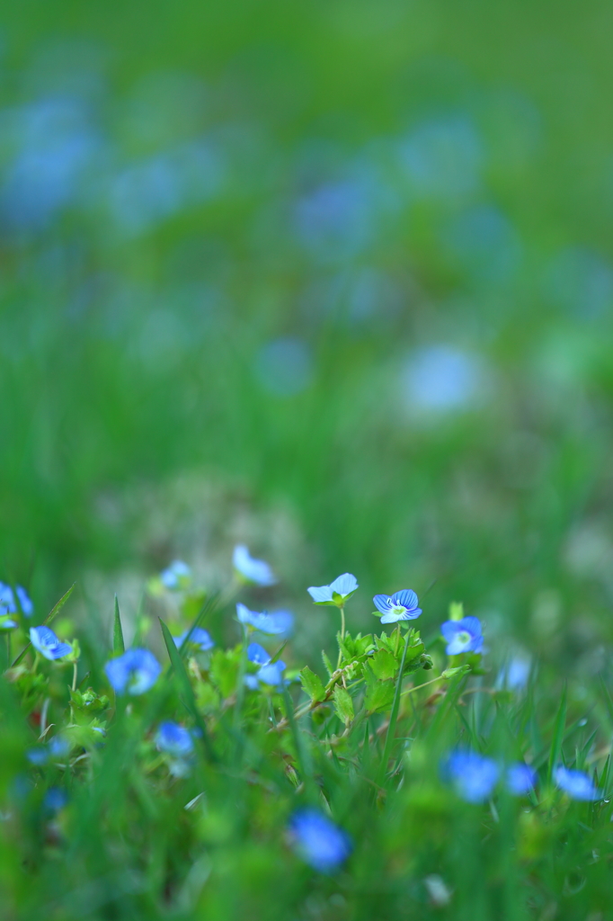 田んぼの畦道の春