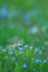 田んぼの畦道の春