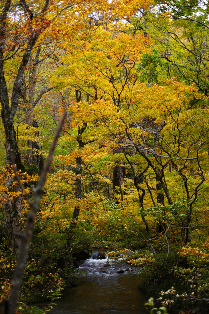 紅葉の奥入瀬渓流 38