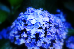 Hydrangea V