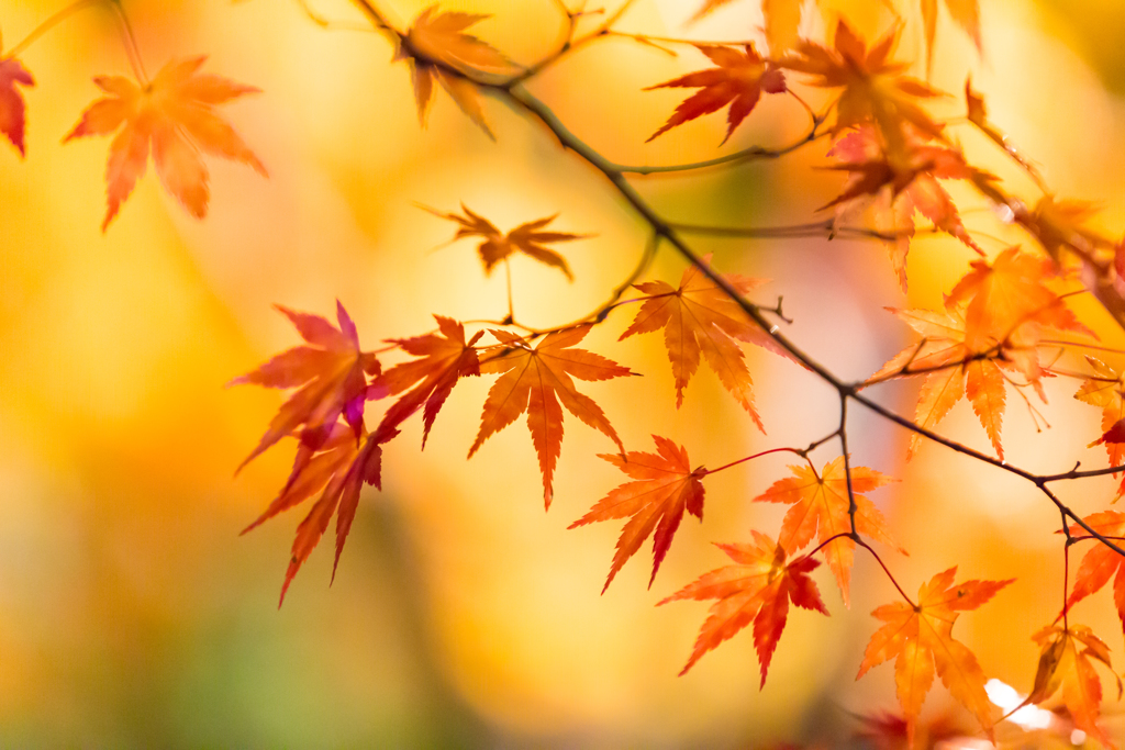 もみじ山の紅葉 XIII