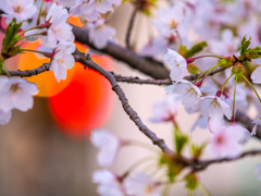 盛岡・夜桜 I