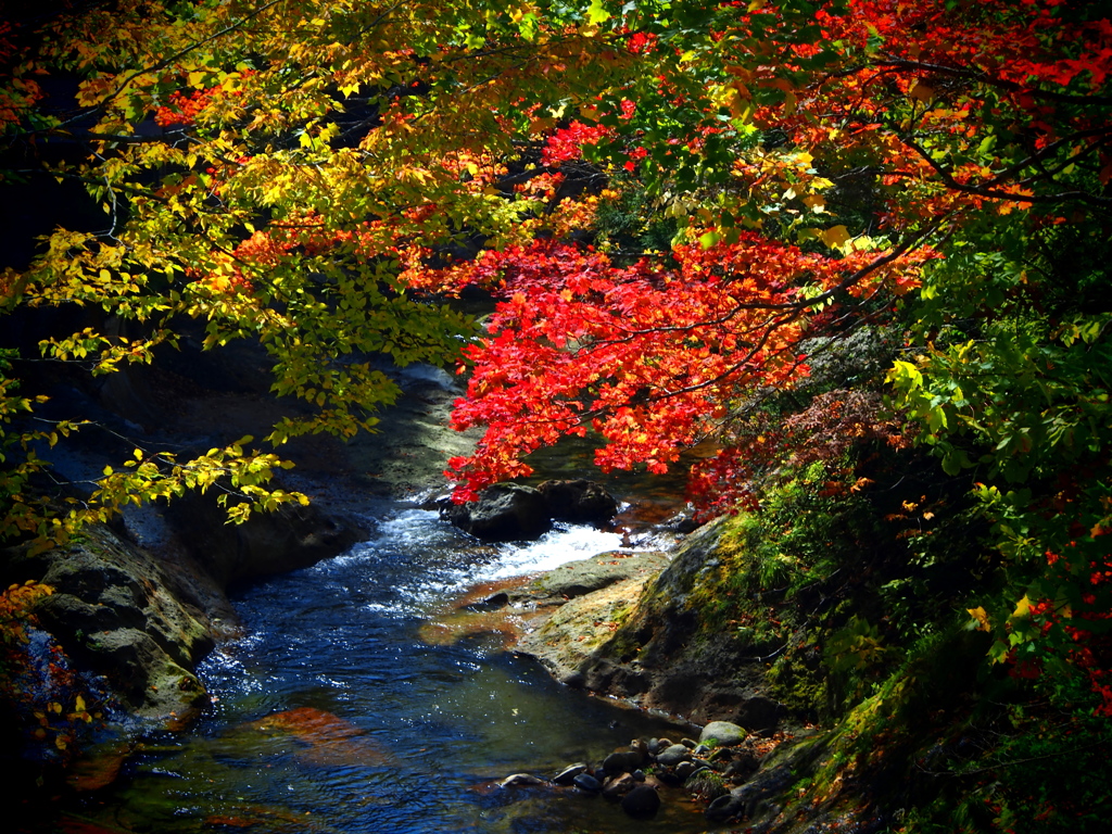 薬研渓流の秋 XXIV