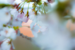 夕暮れのいちょう公園の桜 夕暮れのいちょう公園の桜