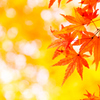 ラスト紅葉 III