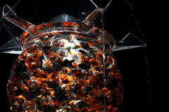 アートアクアリウム2012