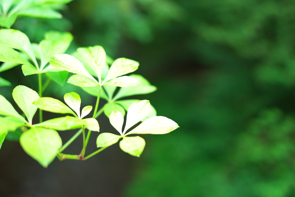 霧の軽井沢にて