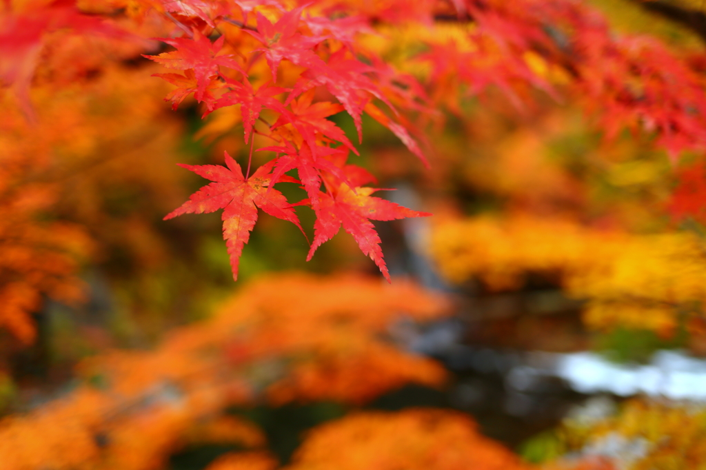 中野もみじ山 2014 XVI