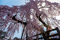 弘前城本丸のしだれ桜 弘前城本丸のしだれ桜