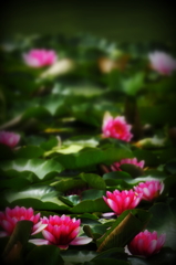 Lotus III