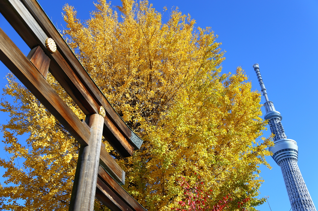 Ginkgo Tree