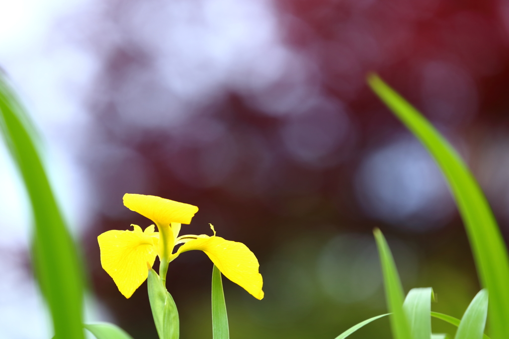 Flowers near IV
