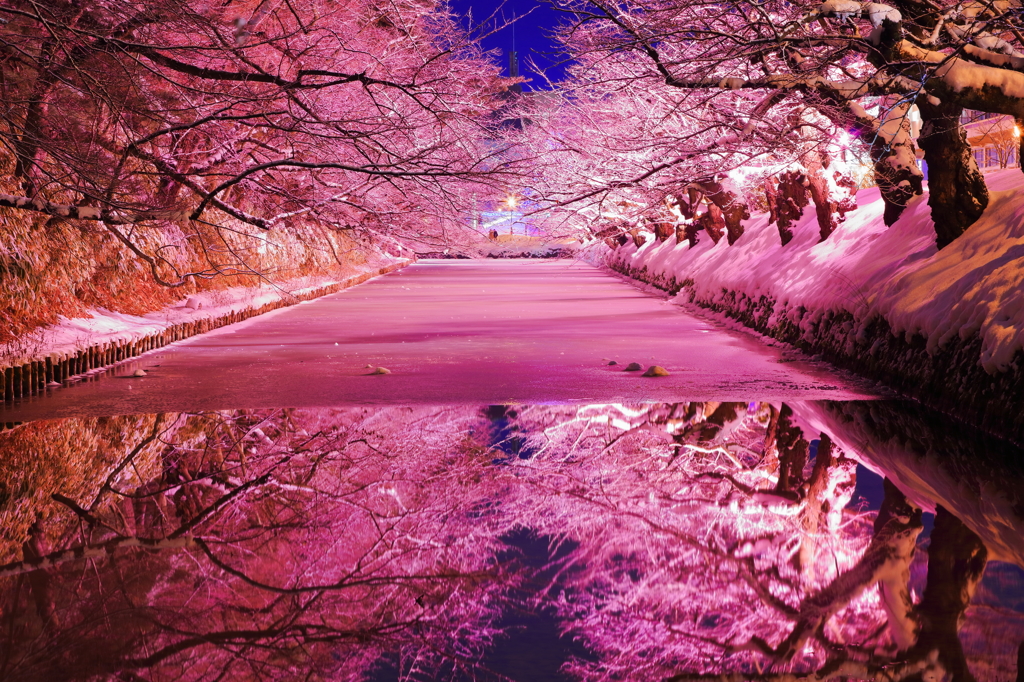 冬に咲くさくら -水鏡-