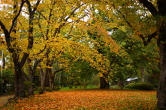 秋の弘前公園 05