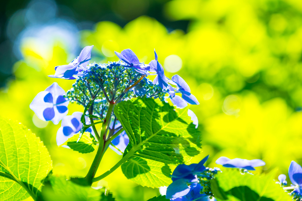 明月院・紫陽花 V