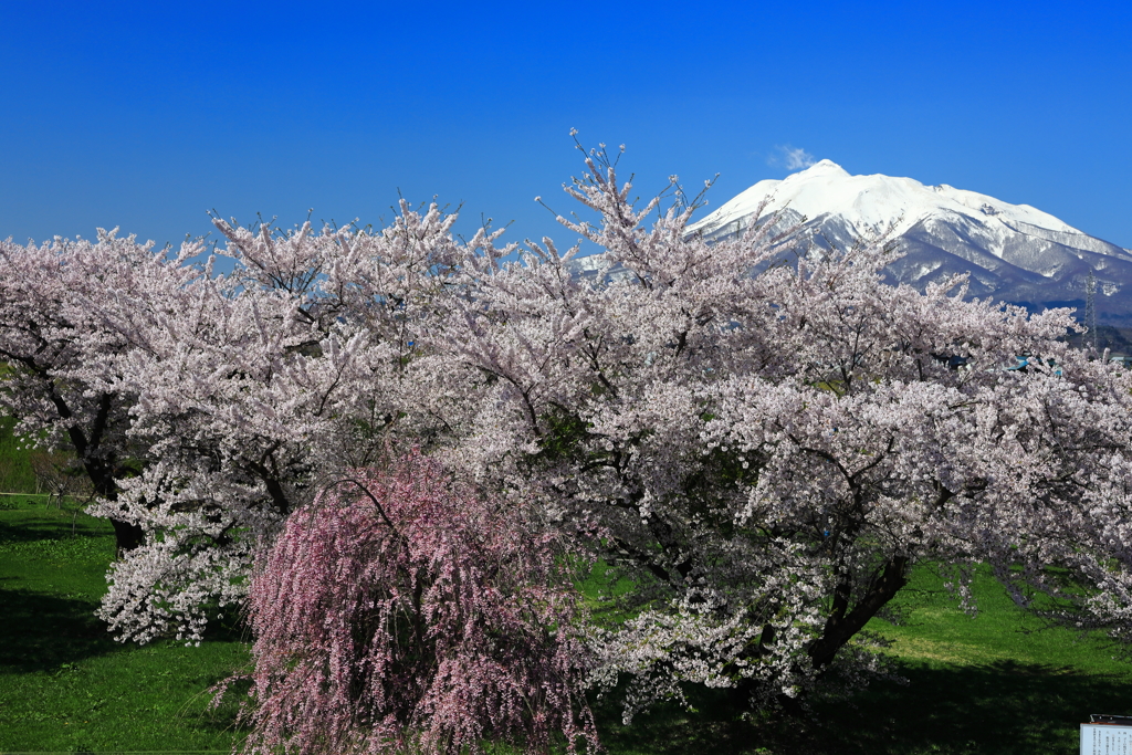 霊峰と桜 I