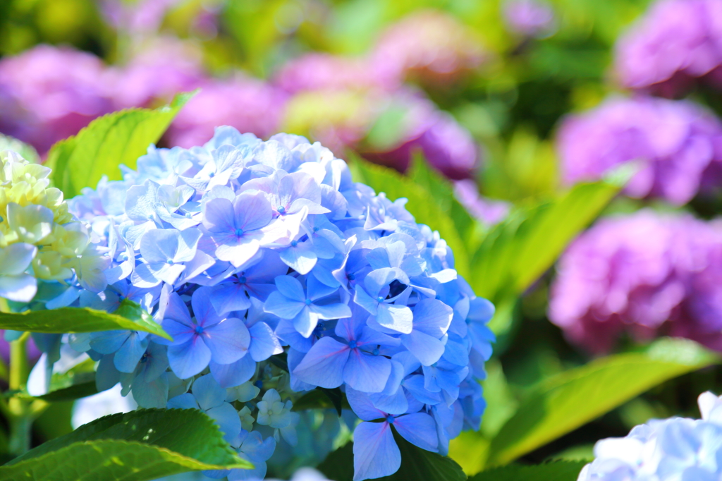 Hydrangea XI