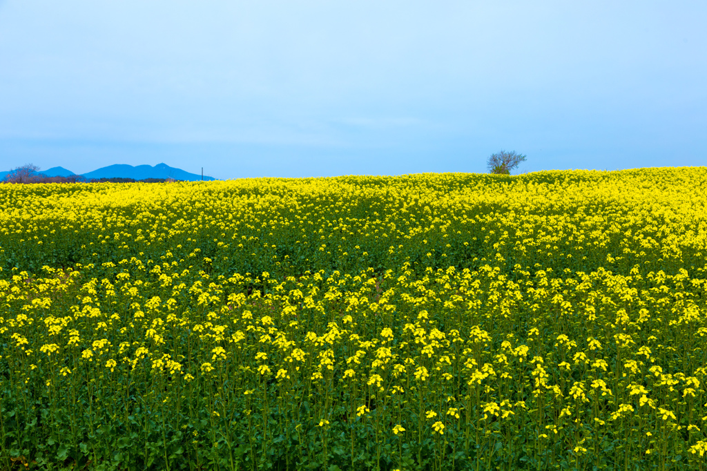 菜の花畑