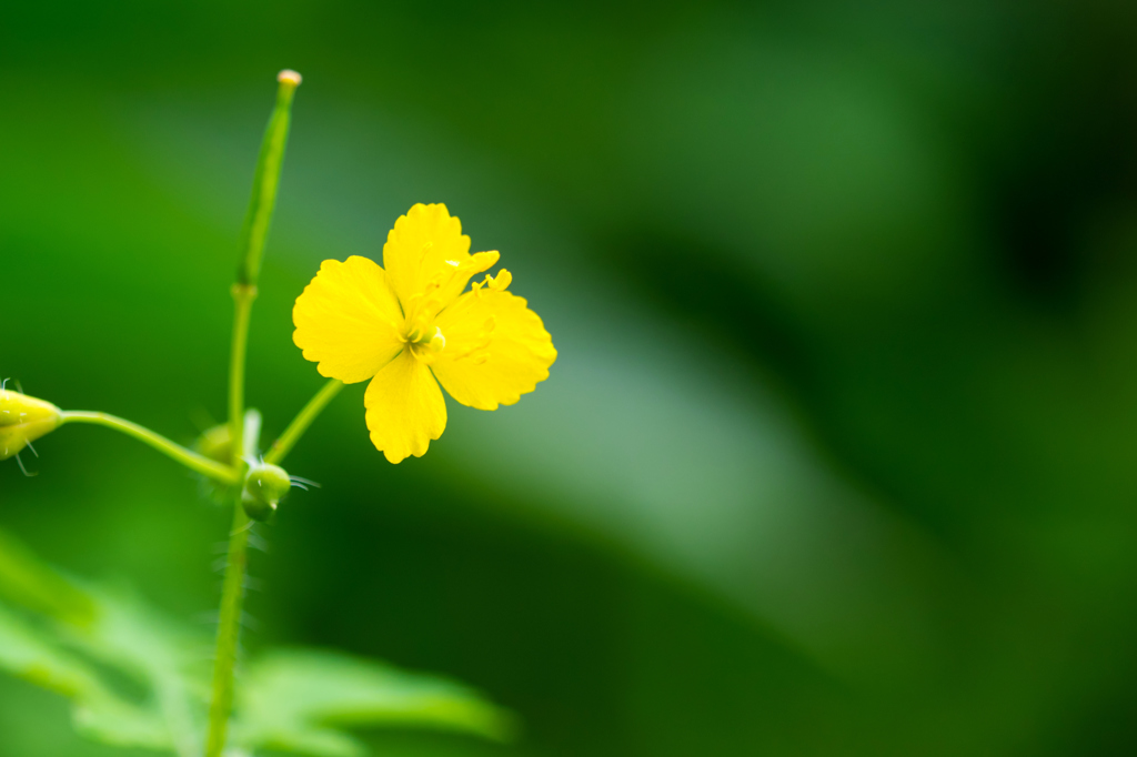 線路脇に咲く草花 V