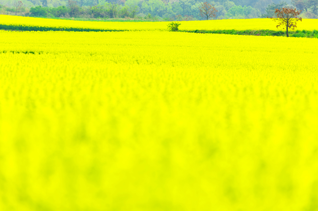 Yellow World IV