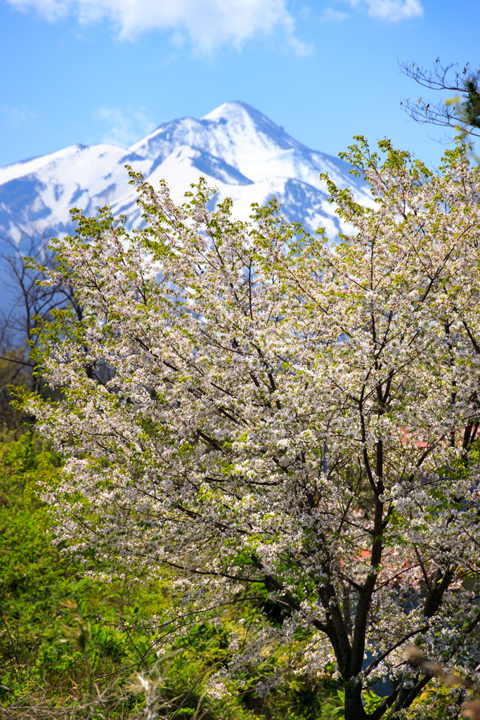 山桜越しに