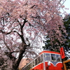 春の箱根 VIII