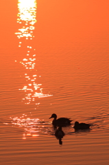 水鳥たちの朝 I