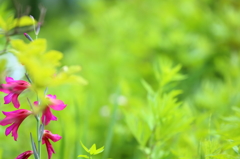 Flowers near VI