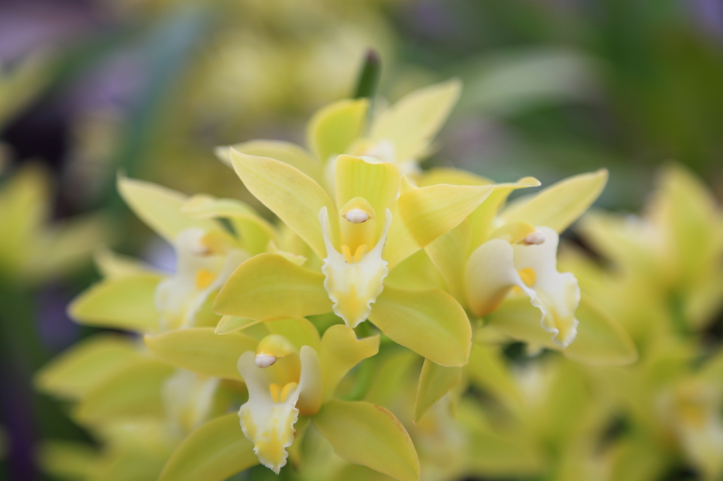 夜越山森林公園洋ランまつり