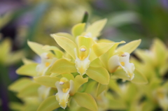 夜越山森林公園洋ランまつり