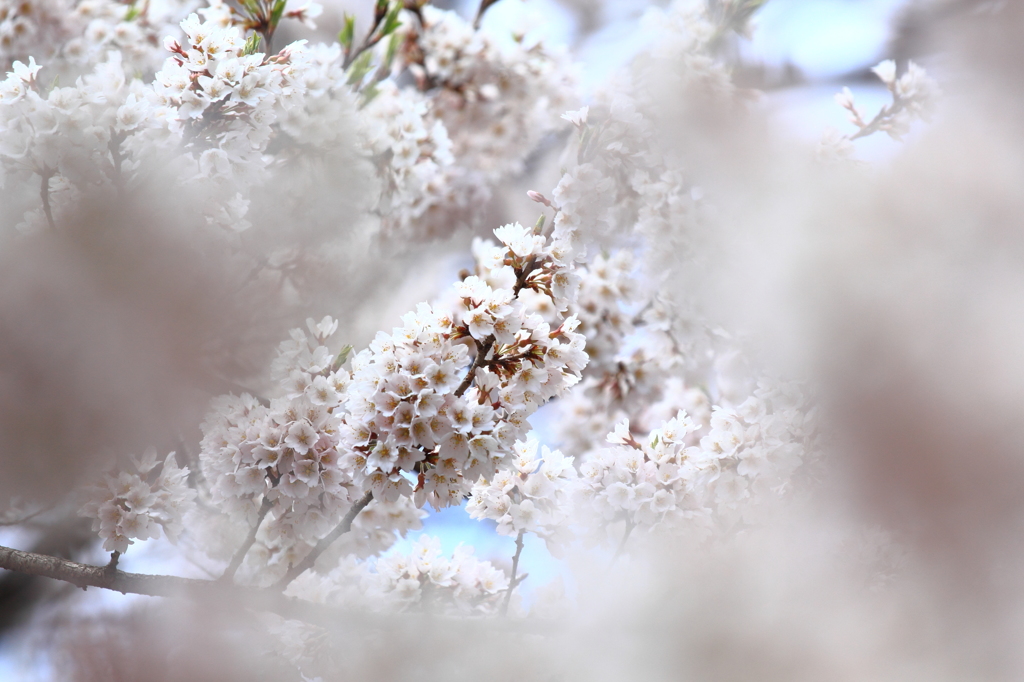 盛岡市・石割桜