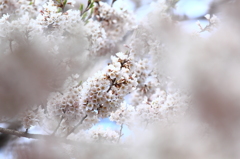 盛岡市・石割桜 盛岡市・石割桜