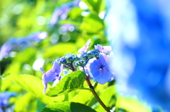 Hydrangea X