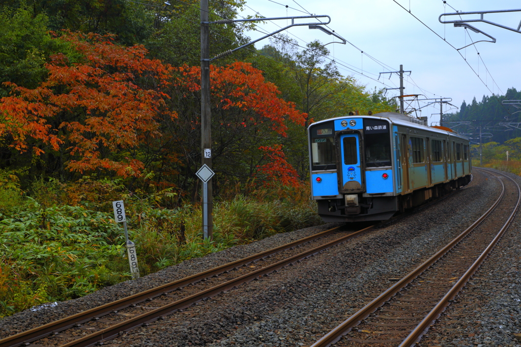 紅葉電車 2