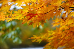 紅葉の奥入瀬渓流 47
