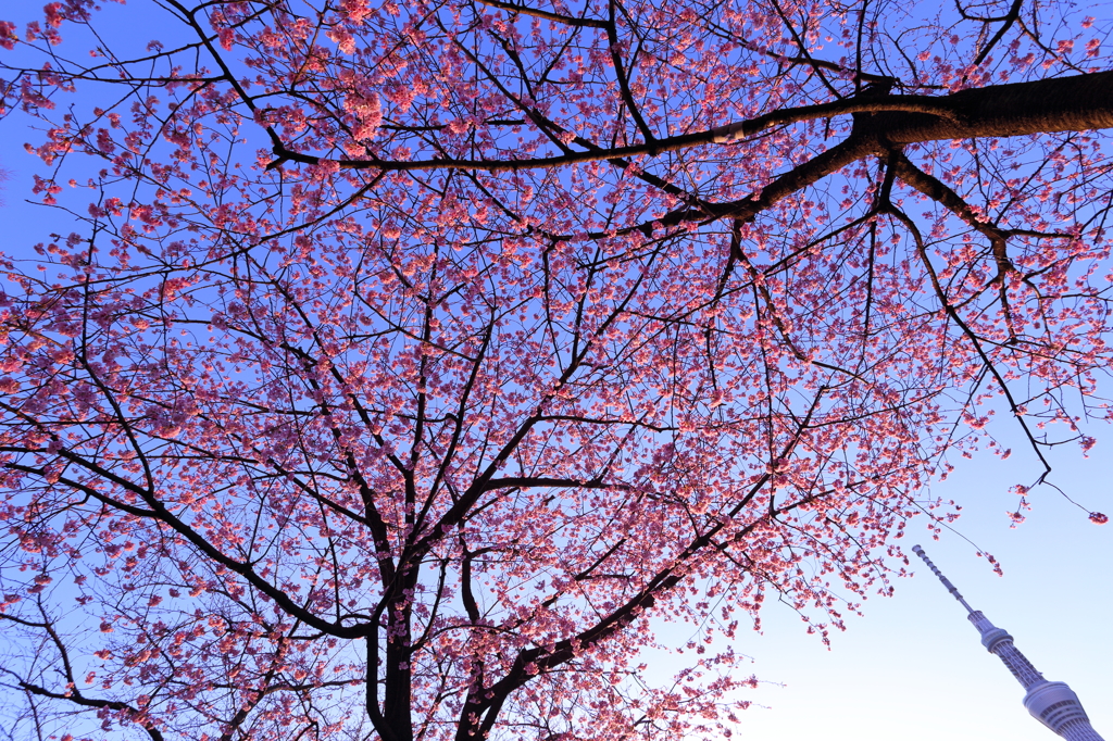 桜ツリー I