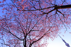 桜ツリー I