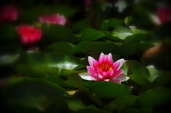 Lotus I