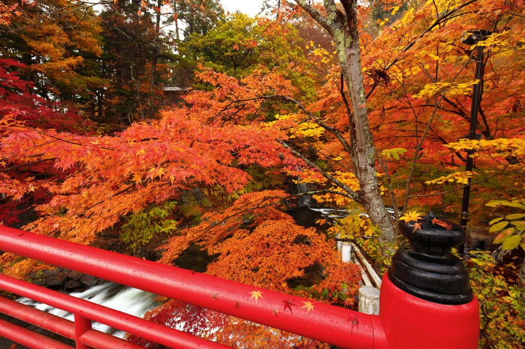もみじ山の秋2015 II