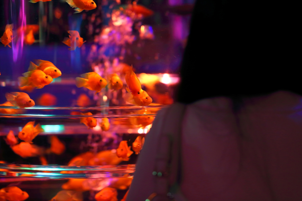 おーい、綺麗な人だよ