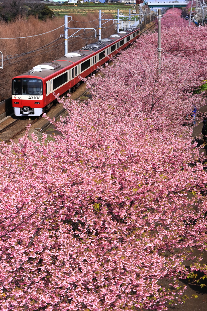 桜満開