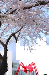 十和田の桜 I