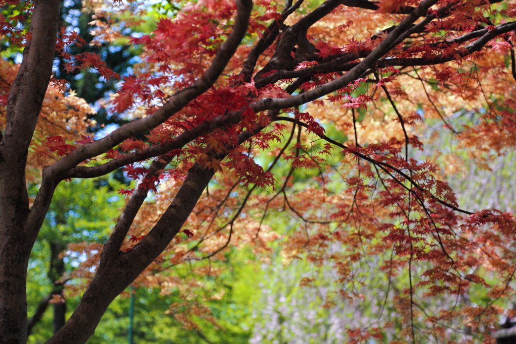 七戸城趾の春もみじ