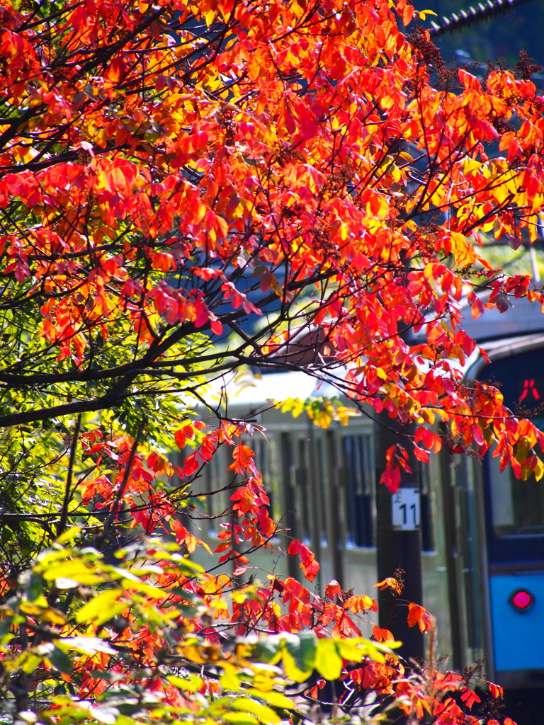 紅葉電車