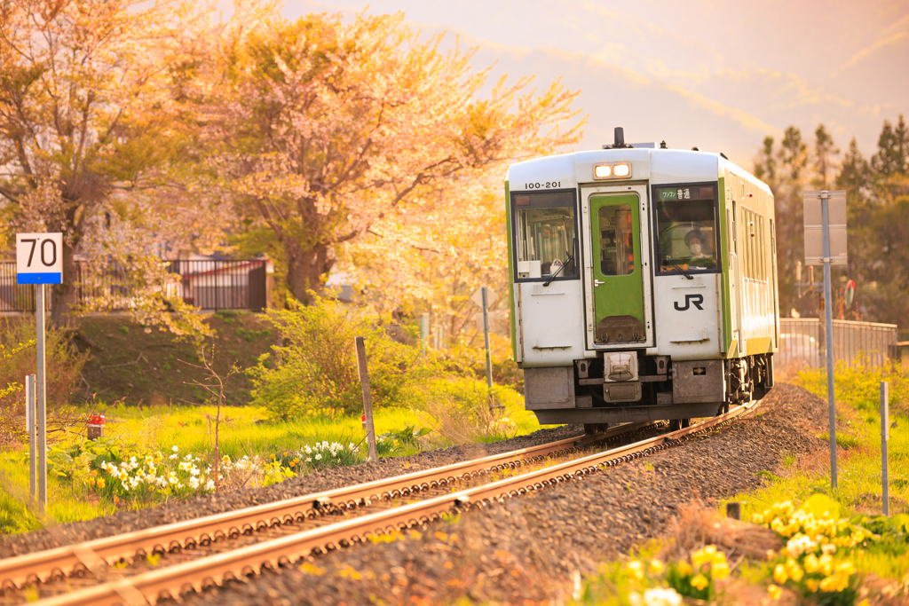 桜を愛でながら 02