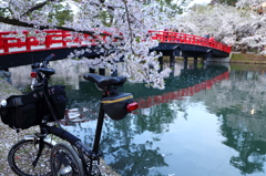 愛車も花見